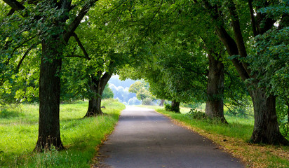 Romantische Allee auf der schwäbischen Alb © Jürgen Fälchle