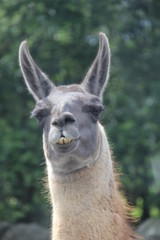 Obraz premium ラマ