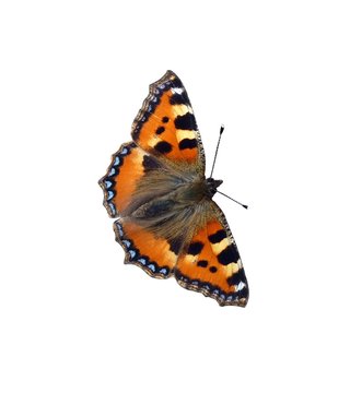 Papillon " La Petite Tortue"