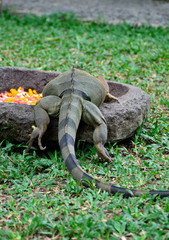 Fototapeta premium Leguan