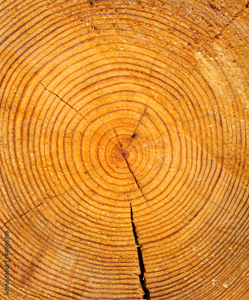 Poster a close up of the cut of a cedar tree.