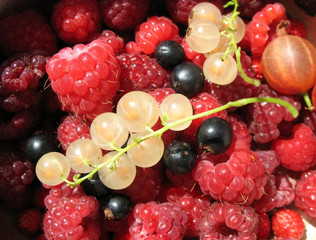 Berries. Background