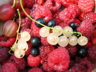Berries. Background
