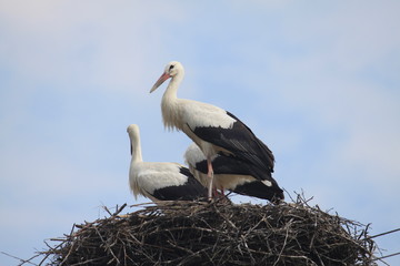 Stork family on nest