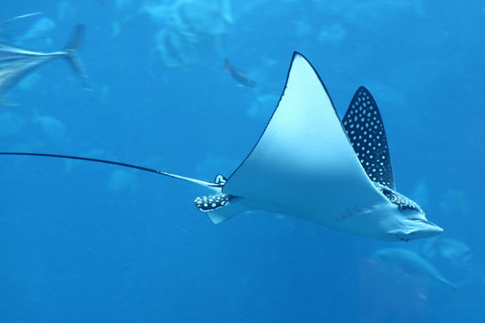 Fototapeta Adlerrochen Rochen Aquarium Meer Urlaub 1