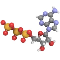 adenosine triphosphate (ATP) molecule - chemical structure