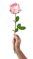 pink rose flower in hand men isolated on a white background