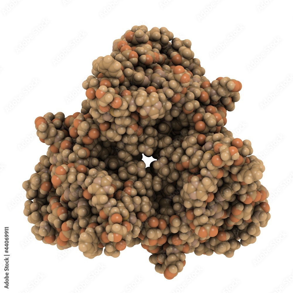 Poster human leptin hormone molecule - chemical structure