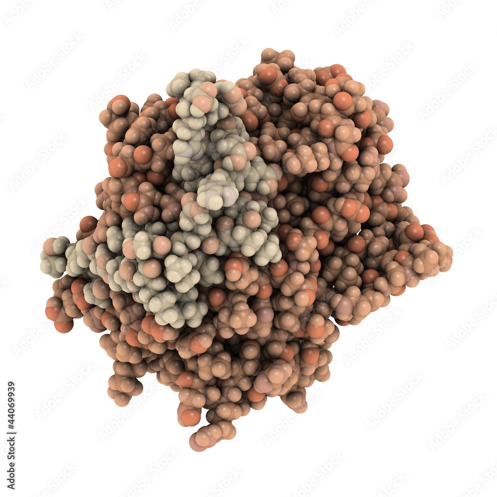 Poster thrombin molecule chemical structure