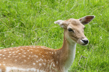 Obraz premium reh 78