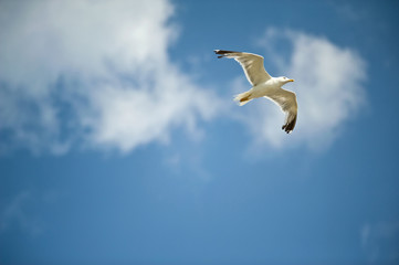 seagull in the sky