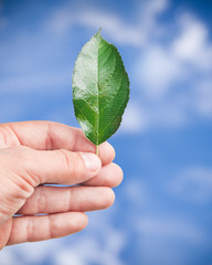 Fresh green leaf in hand, blue sky on background