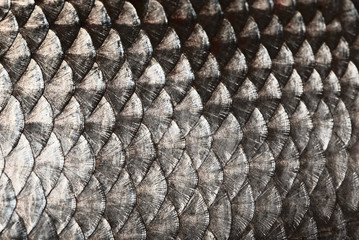 Fish scales background