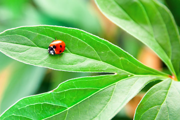 Ladybug on green leaf