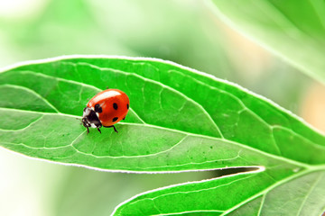 Fototapeta premium Ladybug on green leaf
