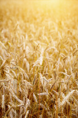 Golden sunset over wheat field. Shallow DOF, focus on ear