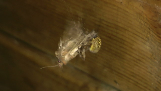 spider on the hunt