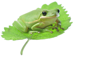 Green Tree Frog