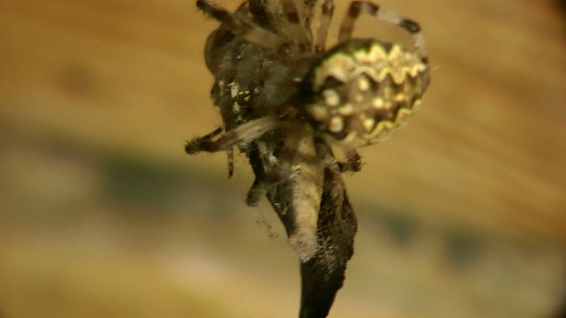 spider on the hunt