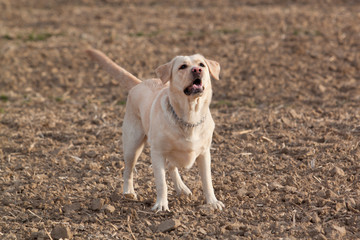 Barking labrador