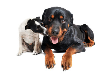 rottweiler and jack russel terrier