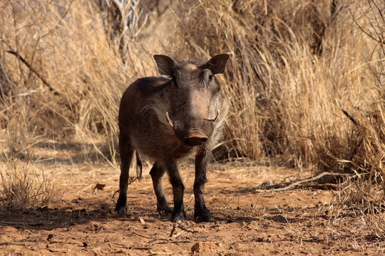 Alert Warthog Male in Clearing