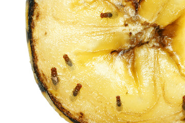 Fruit flies on rotting banana - 44073999