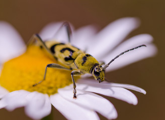 Chasse gardée