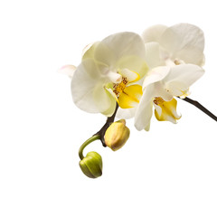 twig blossoming orchids  on white background