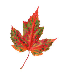 autumn maple leaf isolated on a white background