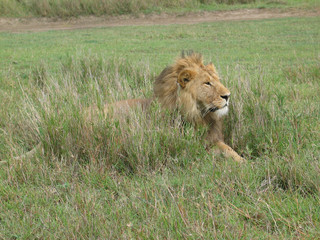 Leone maschio nella savana