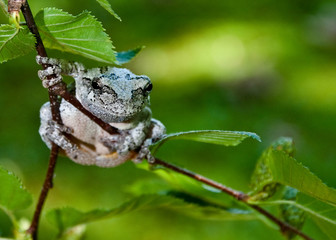 Gray Treefrog (Hyla versicolor)