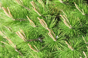 Spring Pines