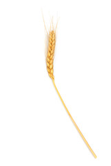 wheat on the white background