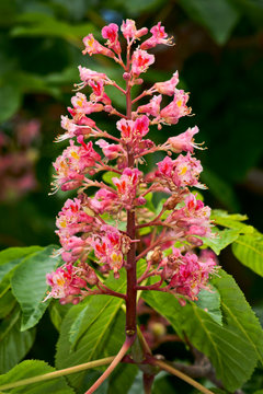 chestnut tree  flower