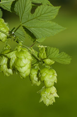 Hopfendolde - hops