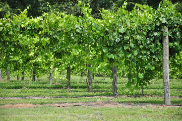 Wine Grape Vineyard