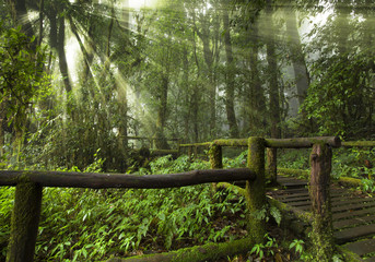 bridge road to the fog sunny jungle forest