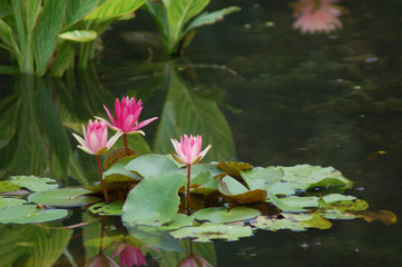 Water Lily Flowers