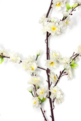 Spring cherry blossom on the white background