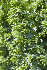 Fototapeta premium Hopfenfeld - hop field
