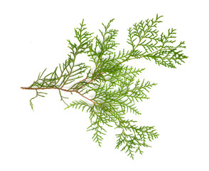 Christmas green framework isolated on white background