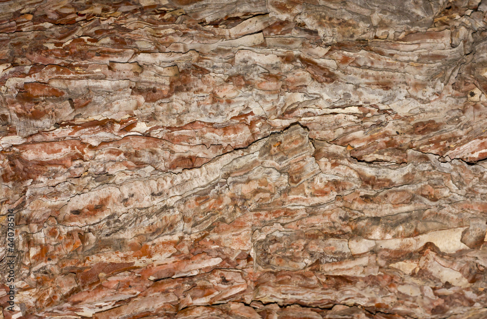 Sticker textured bark of pine tree, Phu Kradueng national park, Thailand