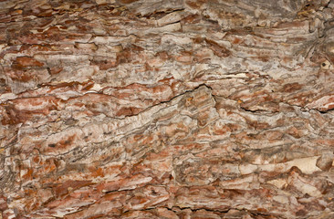 textured bark of pine tree, Phu Kradueng national park, Thailand
