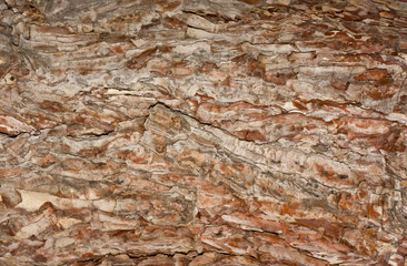 textured bark of pine tree, Phu Kradueng national park, Thailand