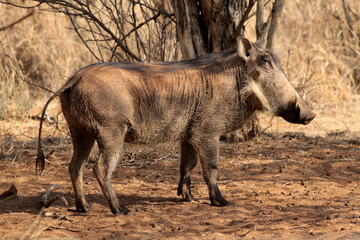 Warthog Male Basking