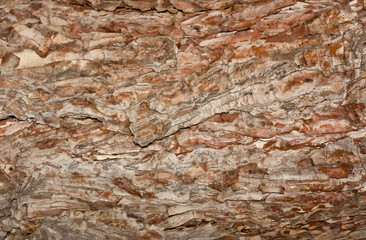 textured bark of pine tree, Phu Kradueng national park, Thailand