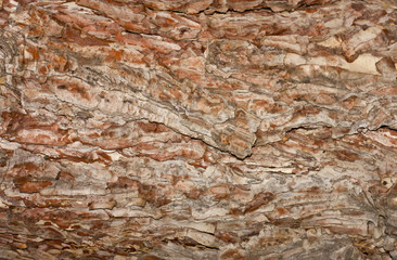 textured bark of pine tree, Phu Kradueng national park, Thailand