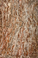 Obraz premium textured bark of pine tree, Phu Kradueng national park, Thailand