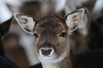 Damwild,Winter, Fallow-deer